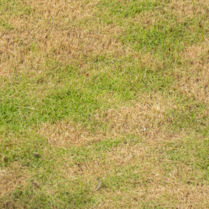 Dry Summer